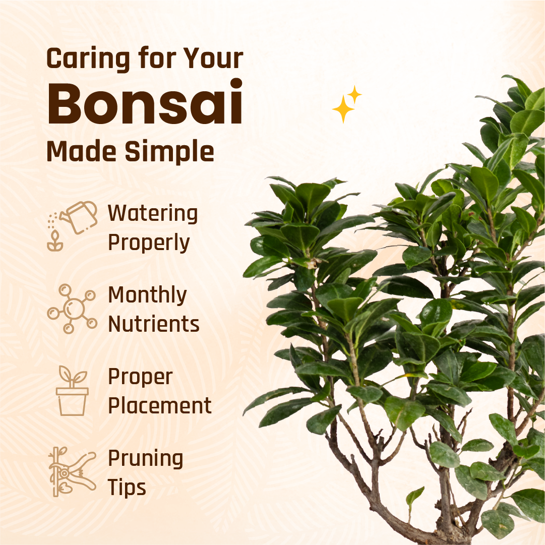 Ficus Ginseng Bonsai | Medium Size