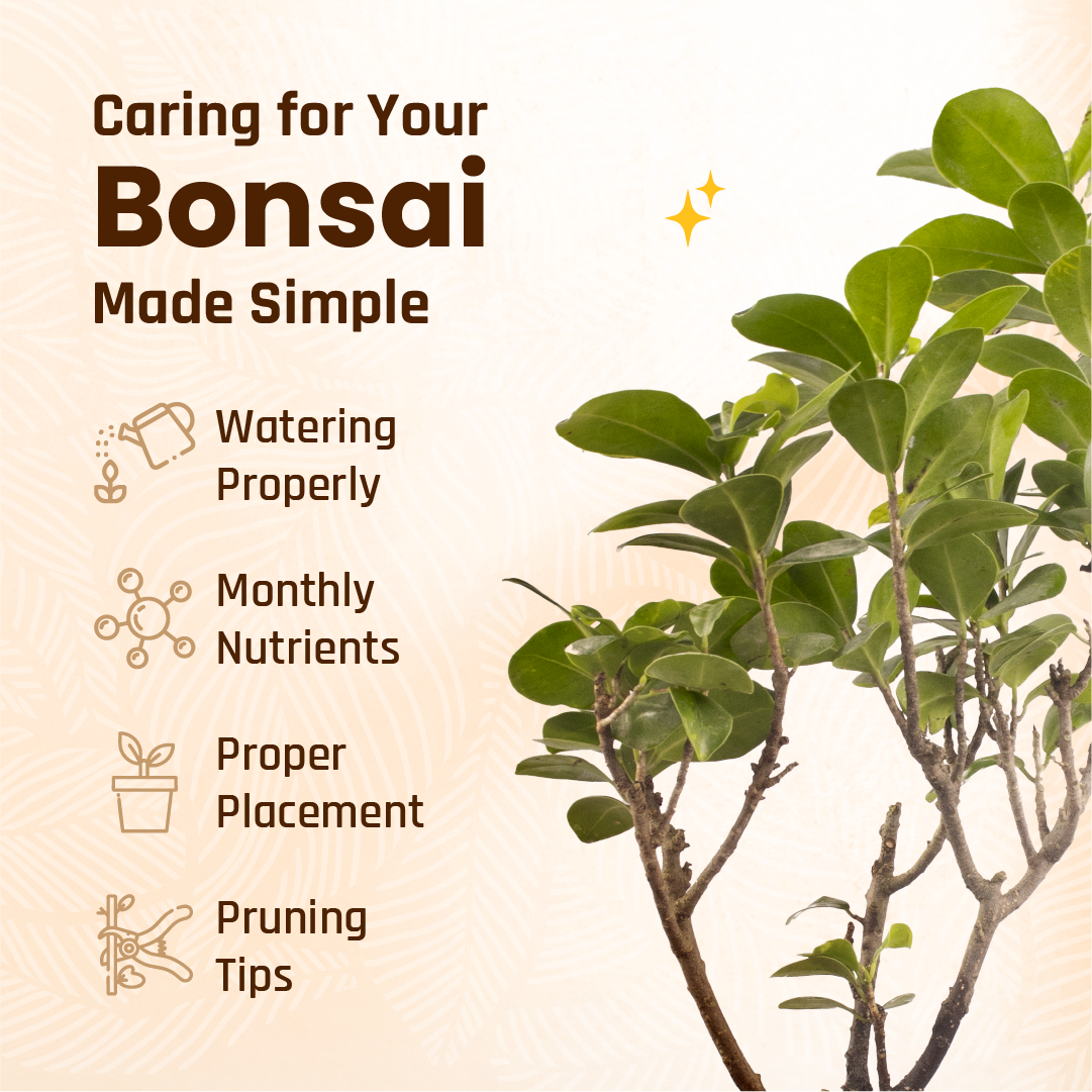 Ficus Ginseng Bonsai | Small Size