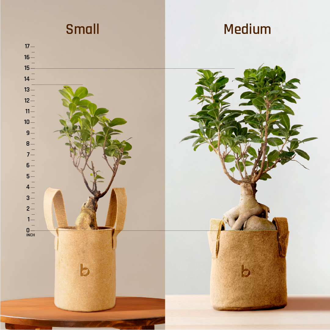 Ficus Ginseng Bonsai | Medium Size