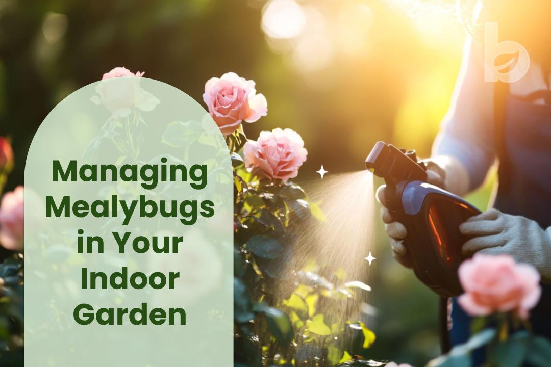 Managing mealybugs in your indoor garden
