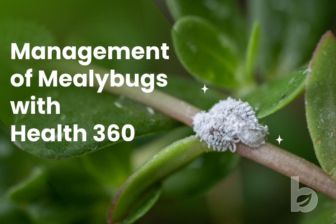 Management of Mealybugs with Health 360