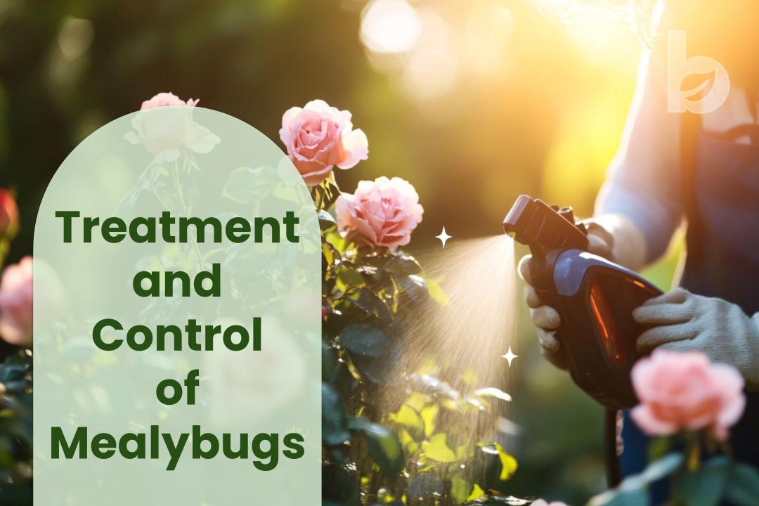 effective treatment and control of mealybugs