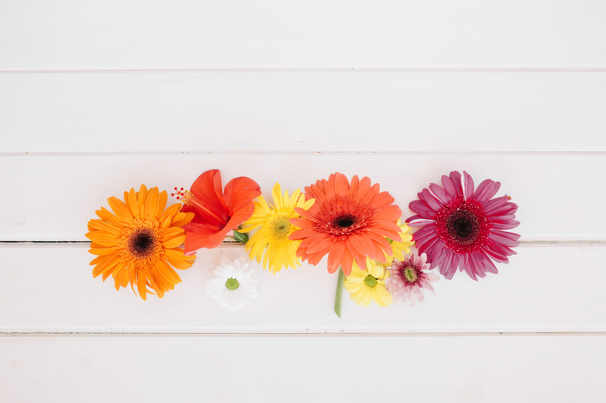 6 flowers to plant in summer for vibrant blooms till august