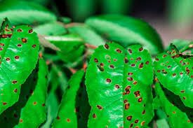 Tiny Red Spots on Plant Leaves: Causes, Treatment, and Prevention