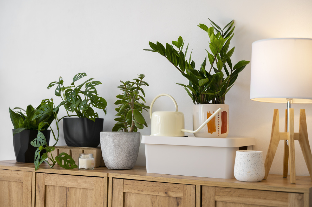5 best indoor plants that grows even in low light conditions
