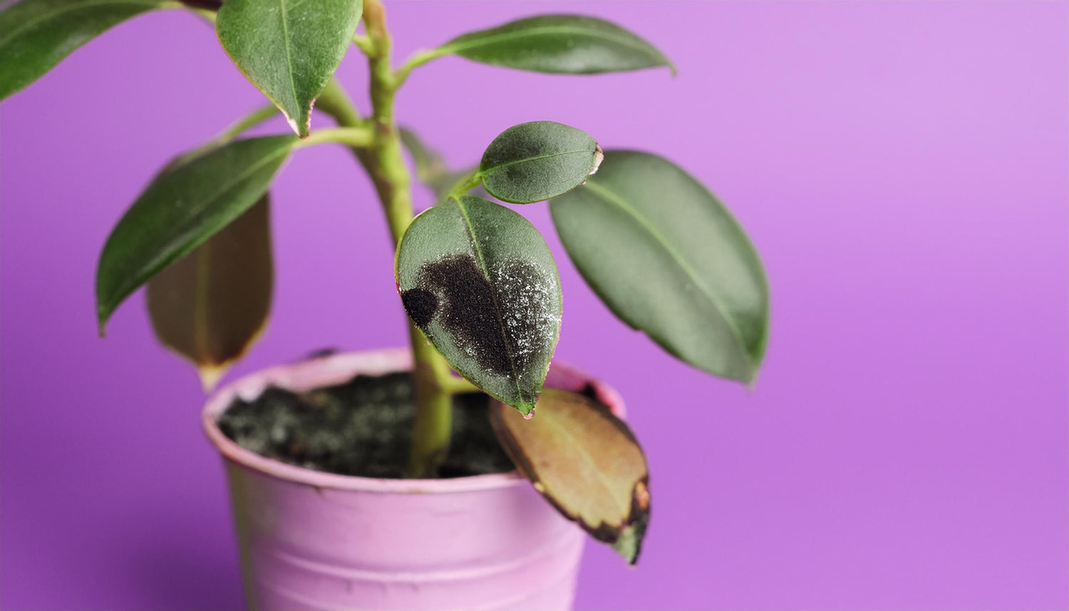 Sticky Leaves and Black Mold