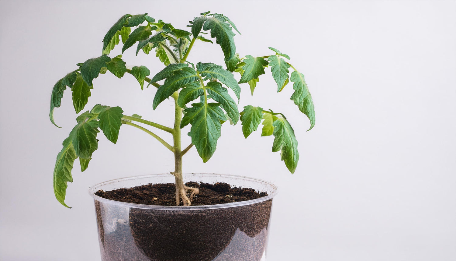 Slow Growth, No Fruit or Flower