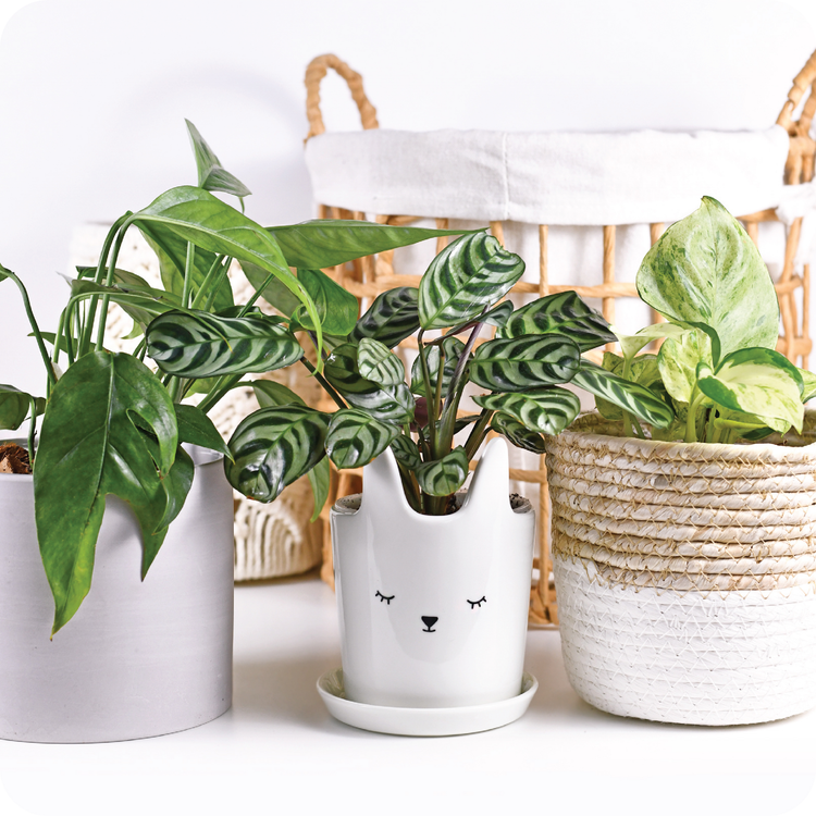 Ceramic pot essentials