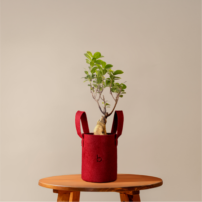 Ficus Ginseng Bonsai | Small Size