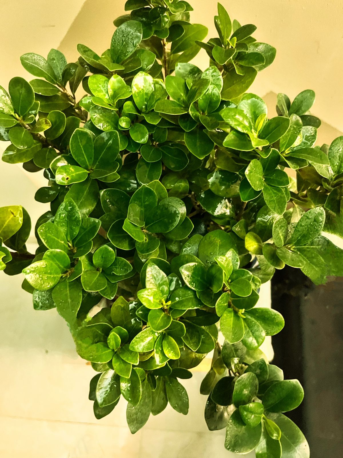 Ficus Bonsai Plant – Perfect for Home & Office, Easy-Care Indoor Plant | Free Grow Bag Included