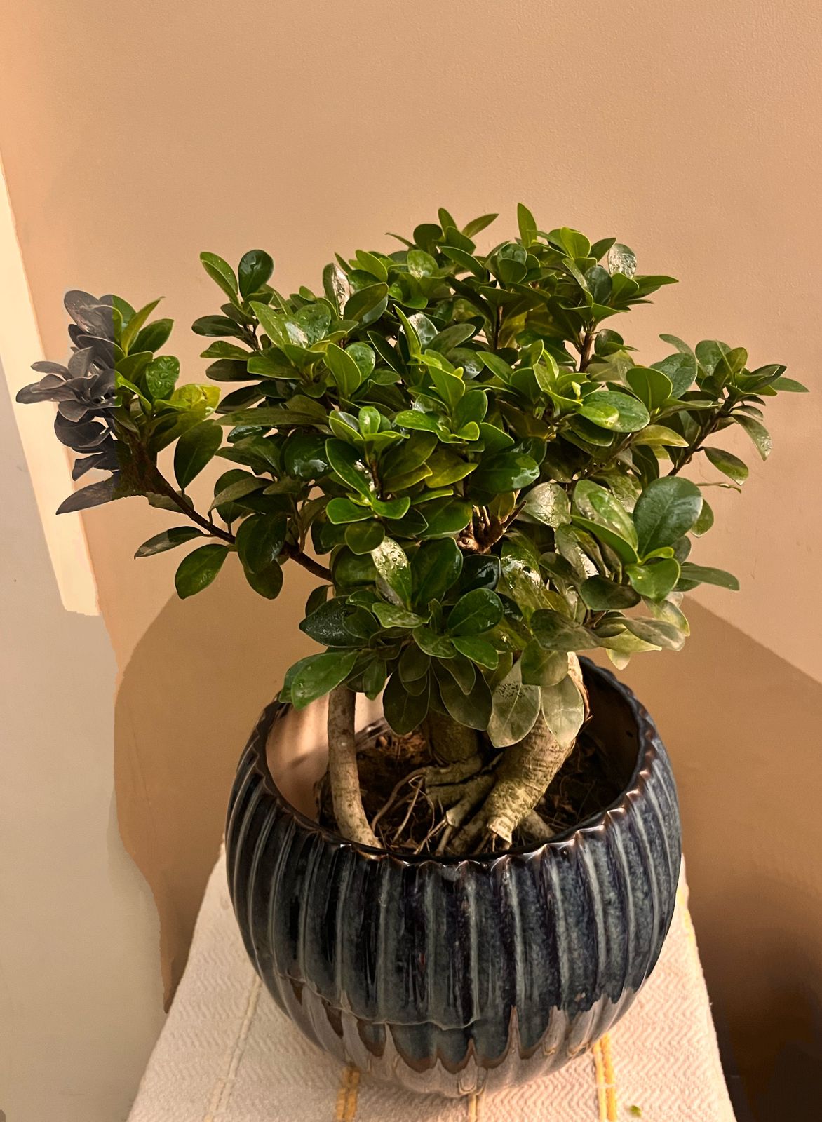 Ficus Bonsai Plant – Perfect for Home & Office, Easy-Care Indoor Plant | Free Grow Bag Included