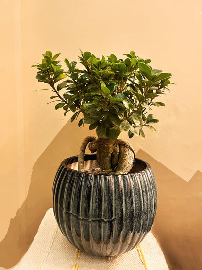 Ficus Bonsai Plant – Perfect for Home & Office, Easy-Care Indoor Plant | Free Grow Bag Included