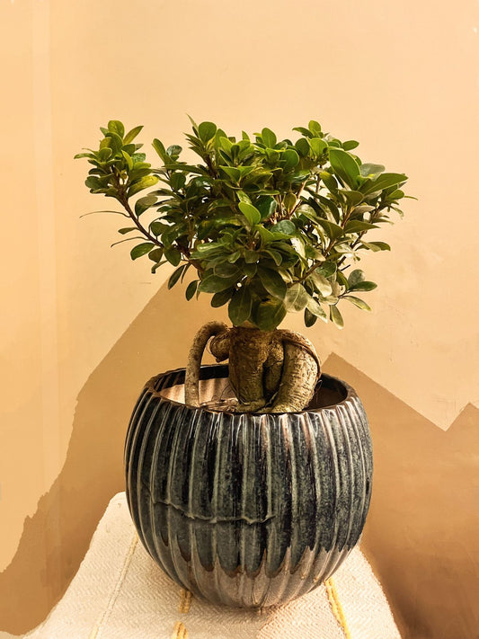 Ficus Bonsai Plant – Perfect for Home & Office, Easy-Care Indoor Plant | Free Grow Bag Included